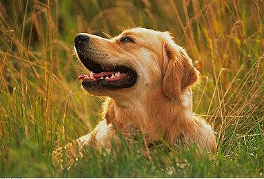 黑曜石RPG《宣誓》迎来外援 外包公司Devoted Studios协助开发